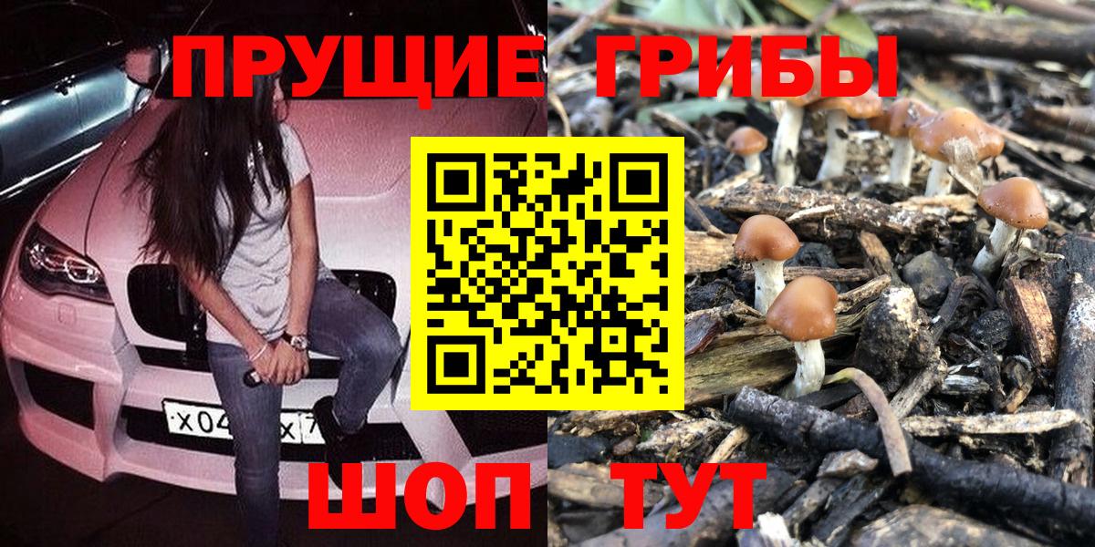 Сокол  продажа наркотиков  Вход с VPN  Псилоцибиновые грибы Psilocybe 